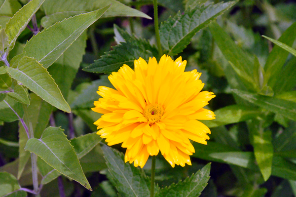 flower in Bartlett Arboretum